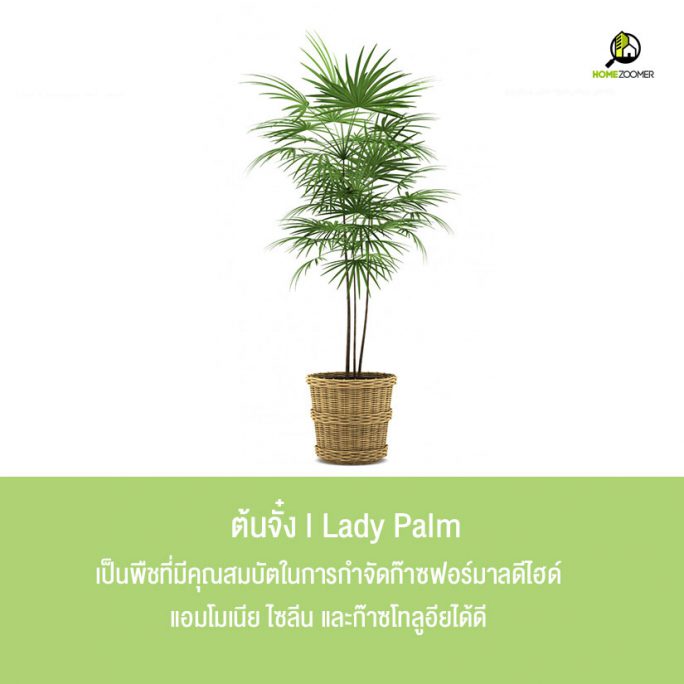 10 ต้นไม้ปลูกในบ้านฟอกอากาศ