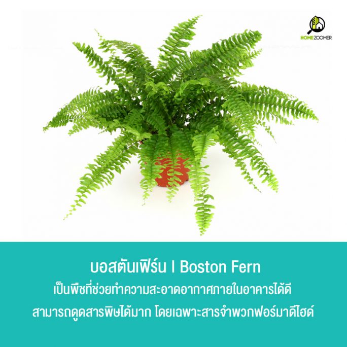 10 ต้นไม้ปลูกในบ้านฟอกอากาศ