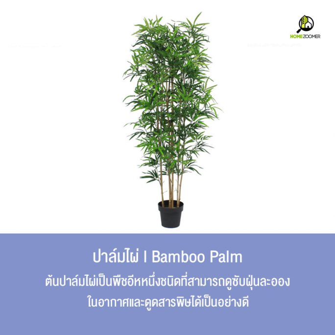 10 ต้นไม้ปลูกในบ้านฟอกอากาศ