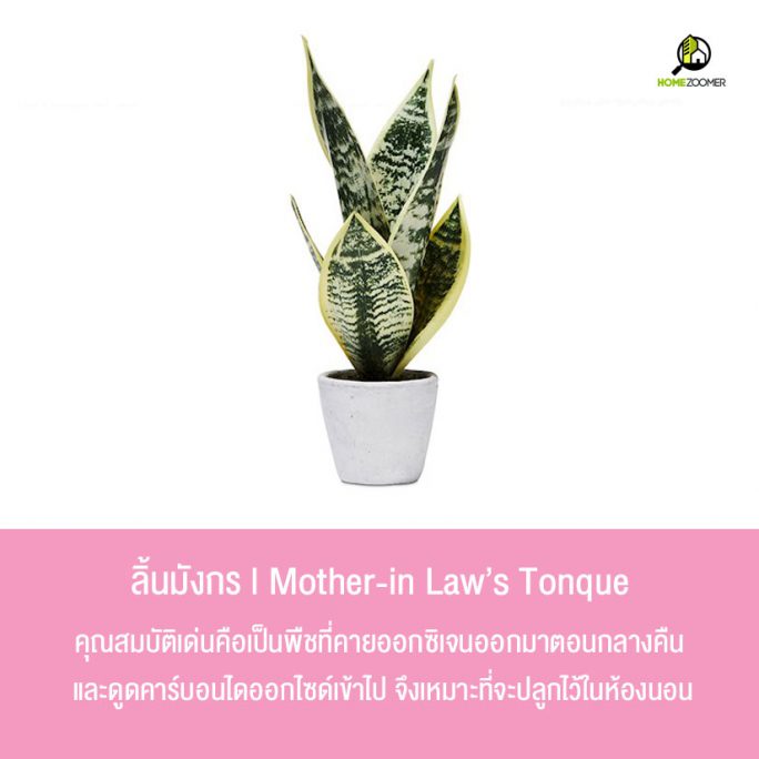 10 ต้นไม้ปลูกในบ้านฟอกอากาศ