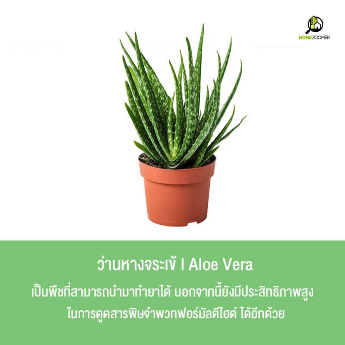 10 ต้นไม้ปลูกในบ้านฟอกอากาศ