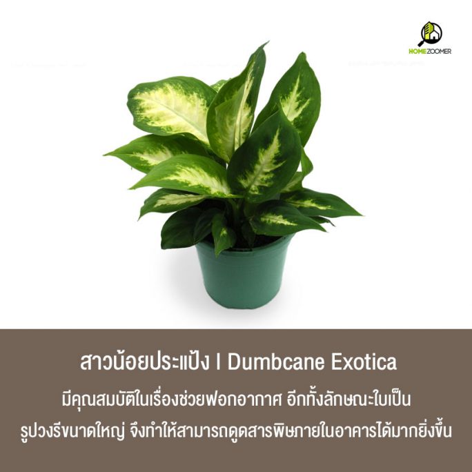 10 ต้นไม้ปลูกในบ้านฟอกอากาศ