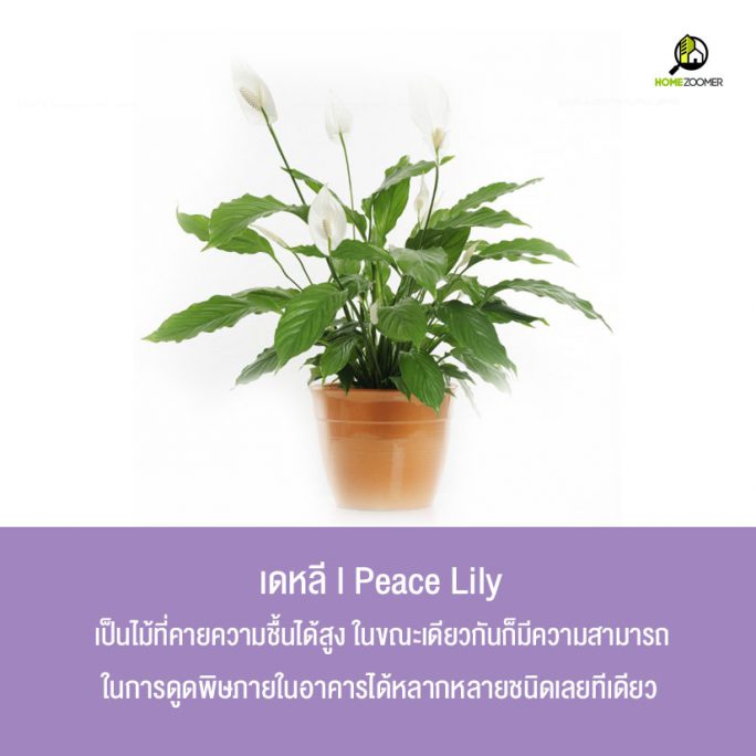 10 ต้นไม้ปลูกในบ้านฟอกอากาศ