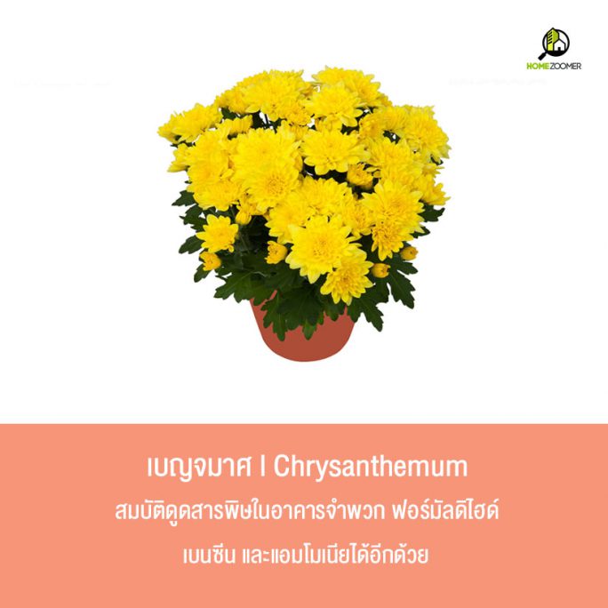 10 ต้นไม้ปลูกในบ้านฟอกอากาศ