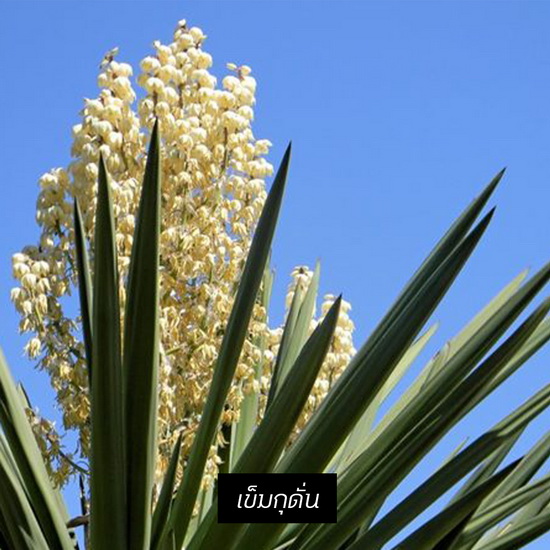 รวม 9 ต้นไม้ทนร้อน ทนแล้ง ไอเดียจัดสวนสไตล์ Desert Garden