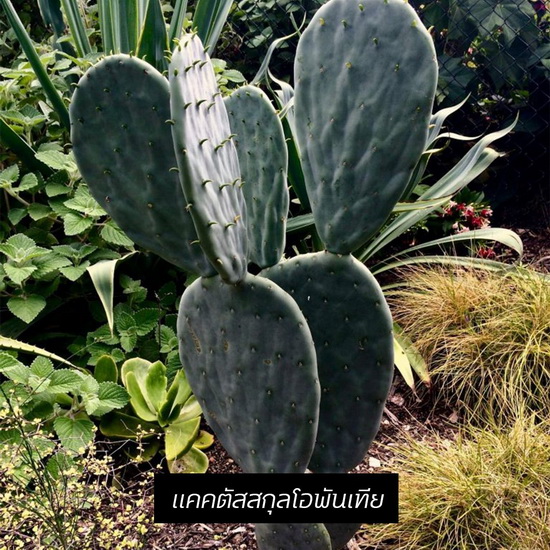 รวม 9 ต้นไม้ทนร้อน ทนแล้ง ไอเดียจัดสวนสไตล์ Desert Garden
