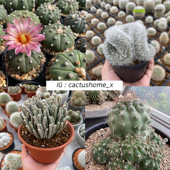 รวม 10 ร้านขายต้นไม้ออนไลน​์ เพิ่มพื้นที่สีเขียวในบ้าน