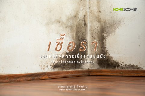รวมทริคจัดการกับเชื้อราบนผนังบ้านด้วยตัวเอง