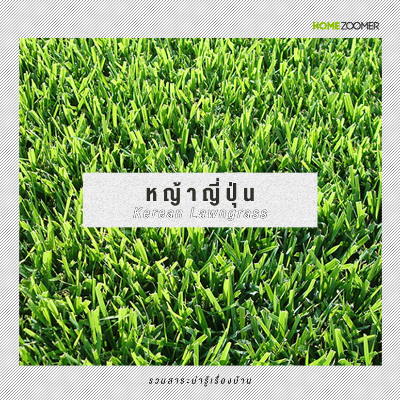 หญ้าคลุมดินที่เหมาะกับการใช้จัดสวน