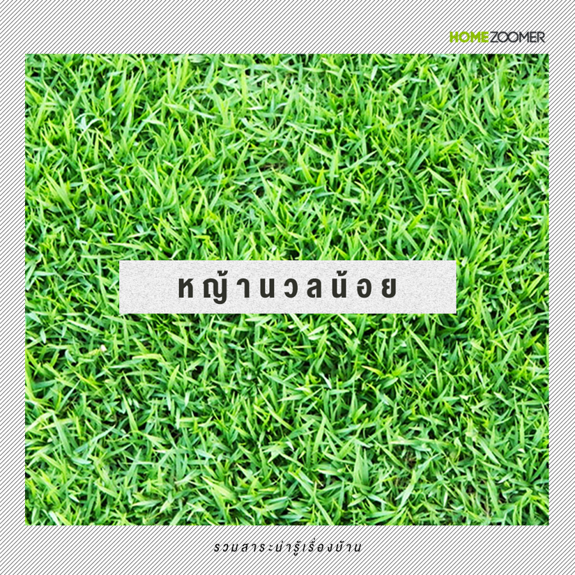 หญ้าคลุมดินที่เหมาะกับการใช้จัดสวน