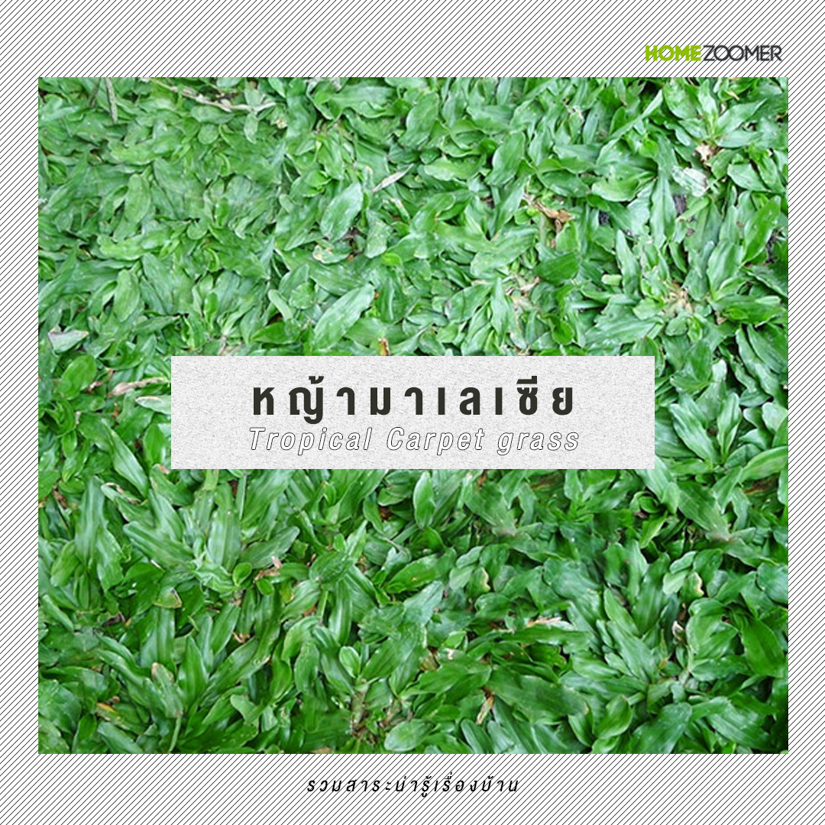 หญ้าคลุมดินที่เหมาะกับการใช้จัดสวน