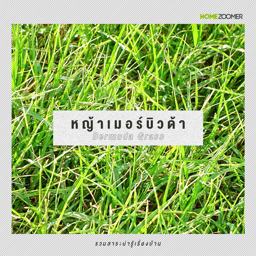 หญ้าคลุมดินที่เหมาะกับการใช้จัดสวน