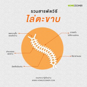 รวมสารพัดวิธีไล่ตะขาบ 