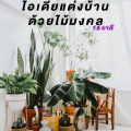 แต่งบ้านด้วยไม้มงคล 12 ราศี ต้อนรับปี 2564