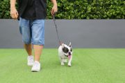 Pet-Friendly Residences