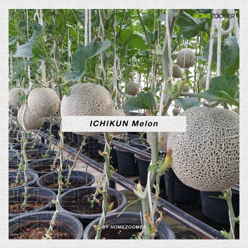 ชวนหนีความวุ่นวายในเมือง ไปท่องธรรมชาติและดื่มด่ำวัฒนธรรม ที่คลองสามวา
