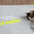 รวมวิธีกำจัดกลิ่นไม่พึ่งประสงค์จากเจ้าเหมียว