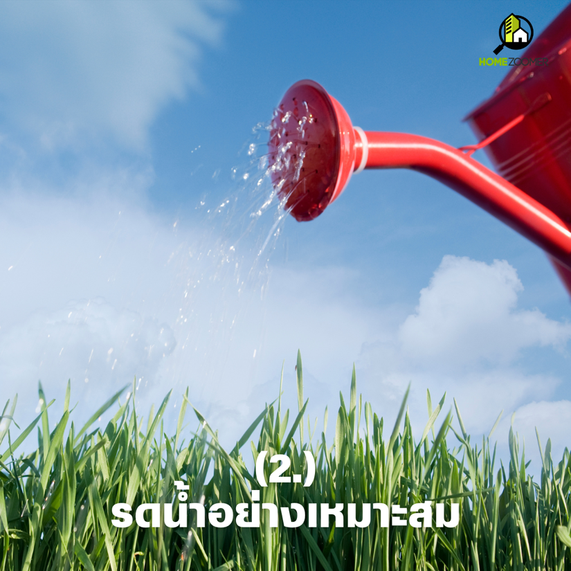 เคล็ดไม่ลับ ปลูกหญ้าในสวนให้รอด