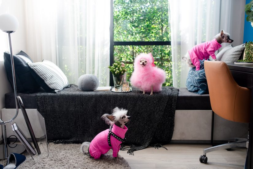 ORIGIN PET FAMILY