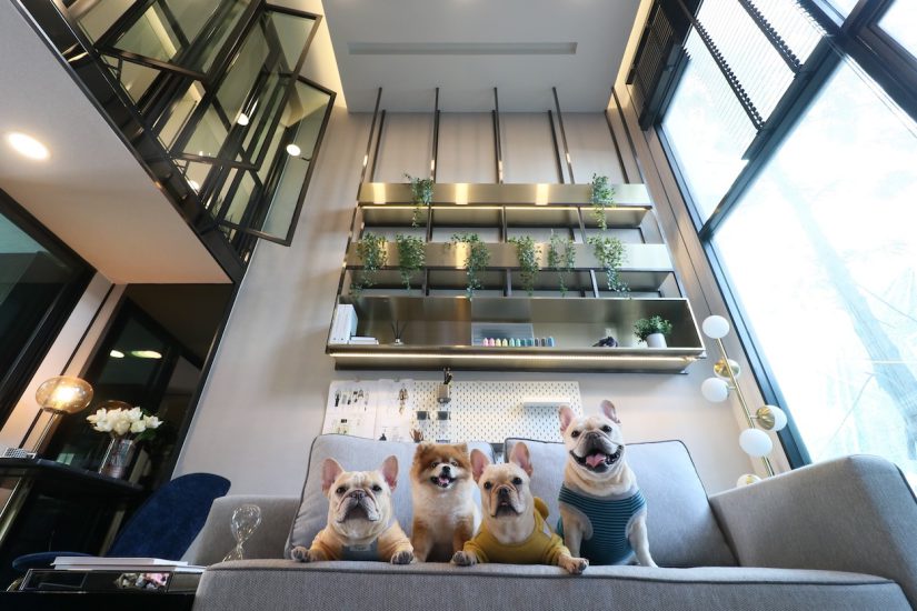 ORIGIN PET FAMILY
